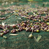 Δίχτυ ελιάς 7Χ14 Economy Φανουράκη Olivenet 90gr/m2